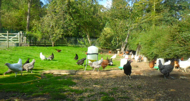 Poultry free ranging in the grounds at Mother Hen’s Poultry