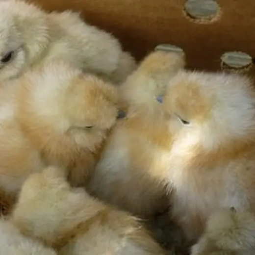 white silkie day old chicks for sale