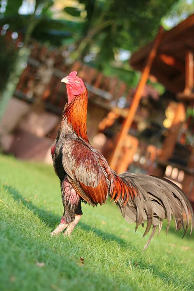Buy purebred Gray and Orange gamefowl roosters