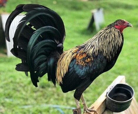 BIRCHEN STANDARD OLD ENGLISH CHICKS, NOT SEXED