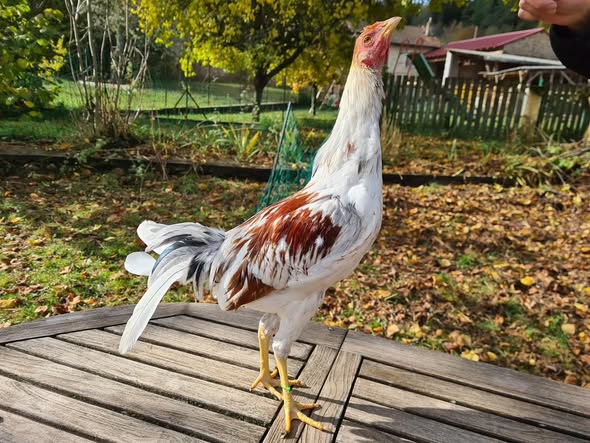 Pure Spanish brood stags for sale