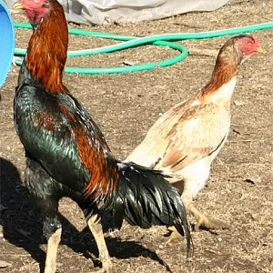 shamo hen for sale - Image 2