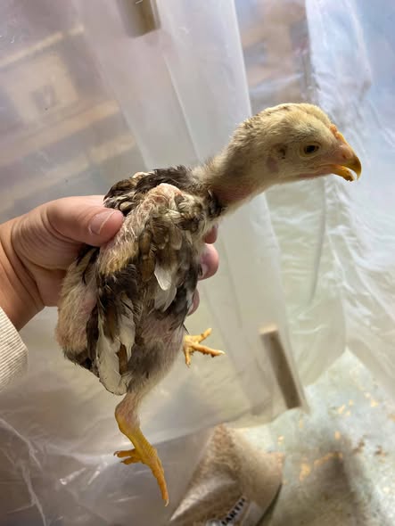 2 weeks old Thai gamefowl chicks for sale