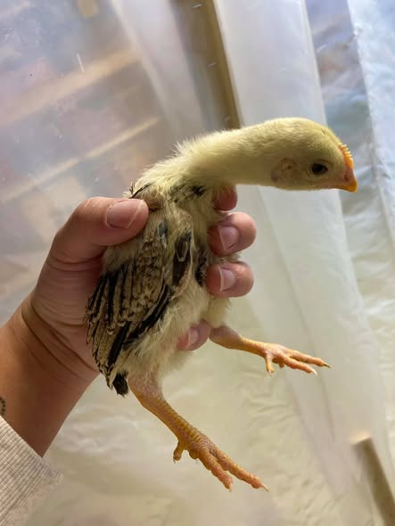 2 weeks old Thai gamefowl chicks for sale - Image 2