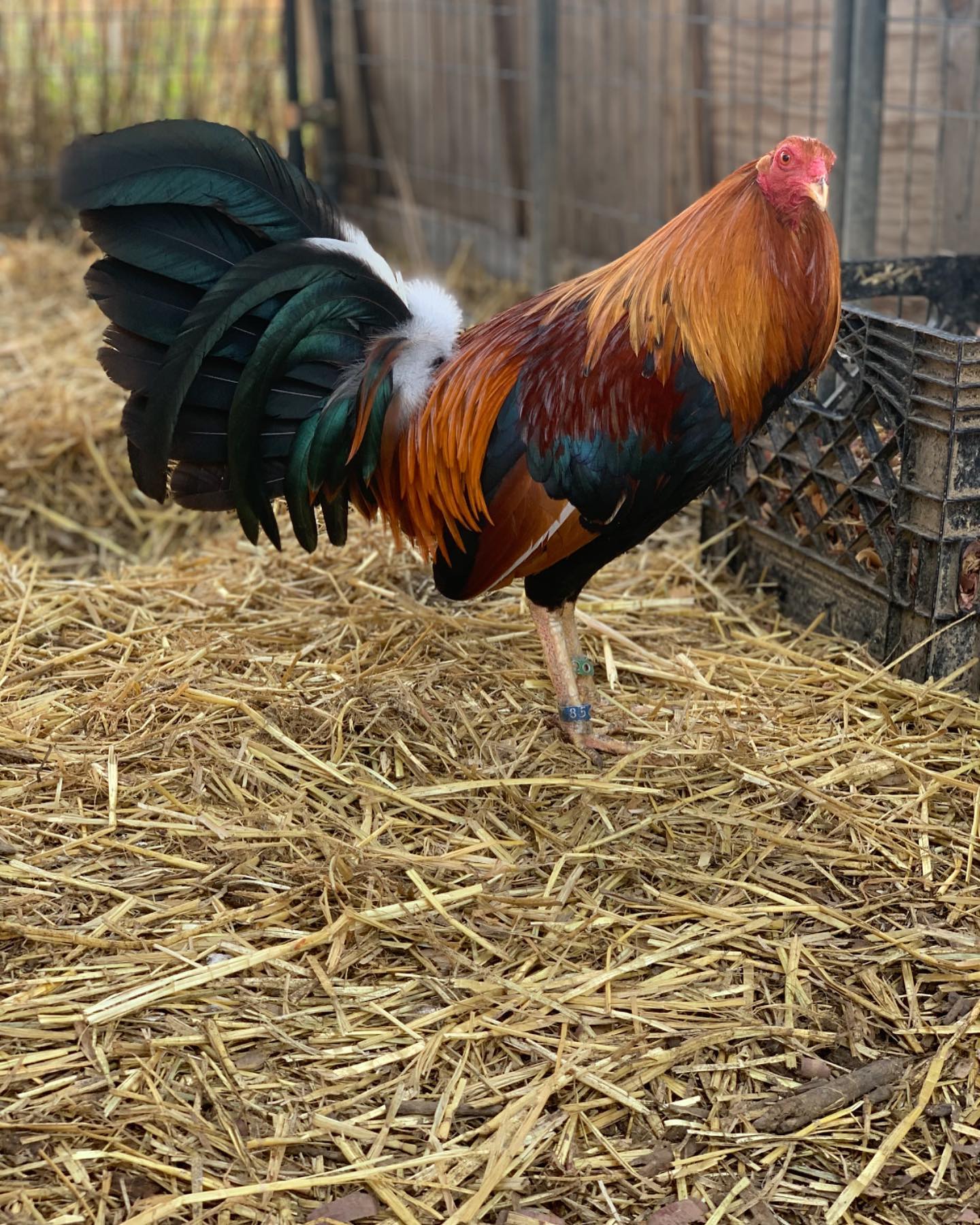 Original Double Right Sweater gamefowl - Image 2