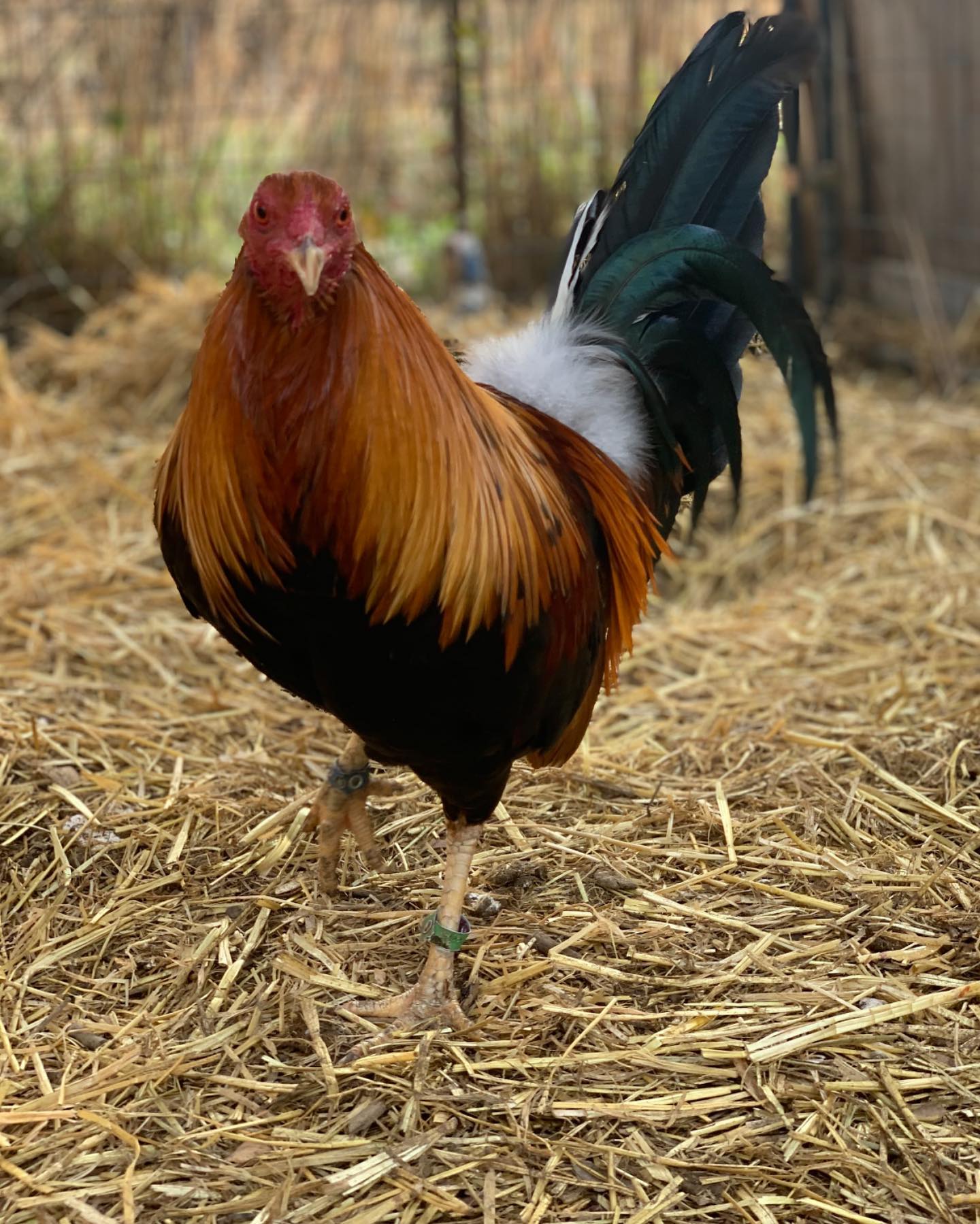 Original Double Right Sweater gamefowl