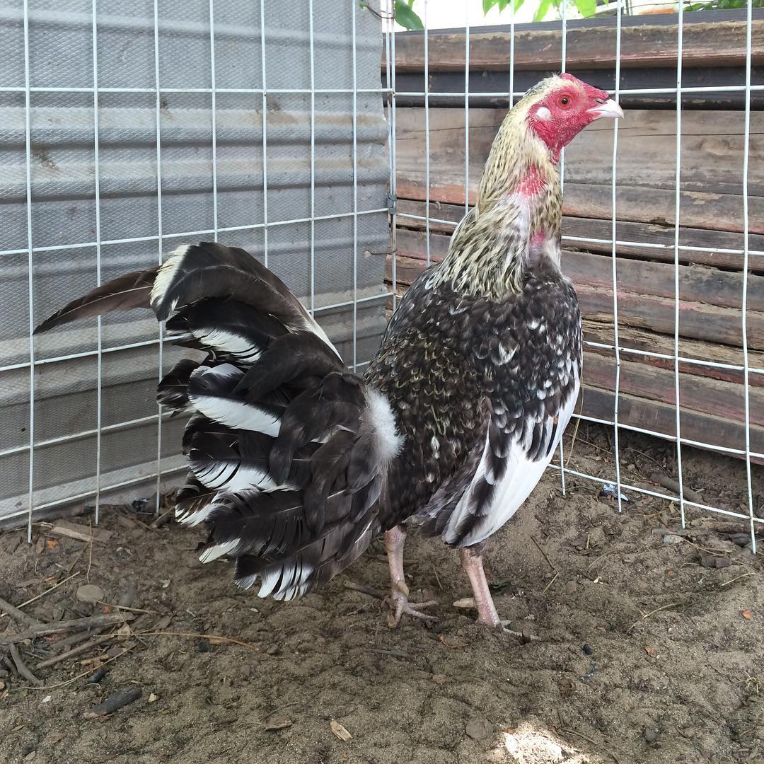 Purebred Bulik Henny Spanish Roosters For Sale