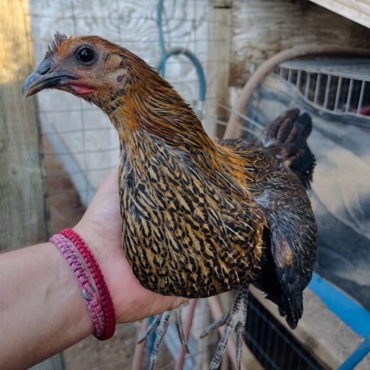 Buy purebred Pure Black Shuffler pullets online