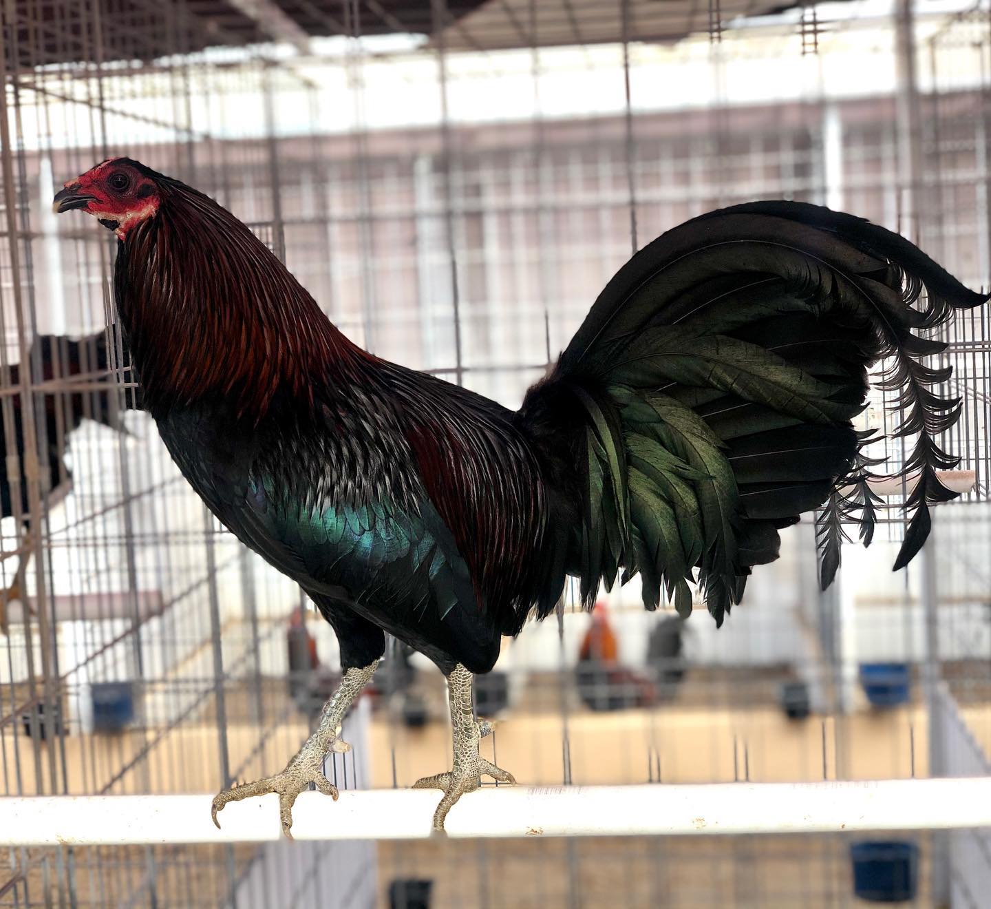 Buy purebred Bobby Boles Black Asil brood cocks