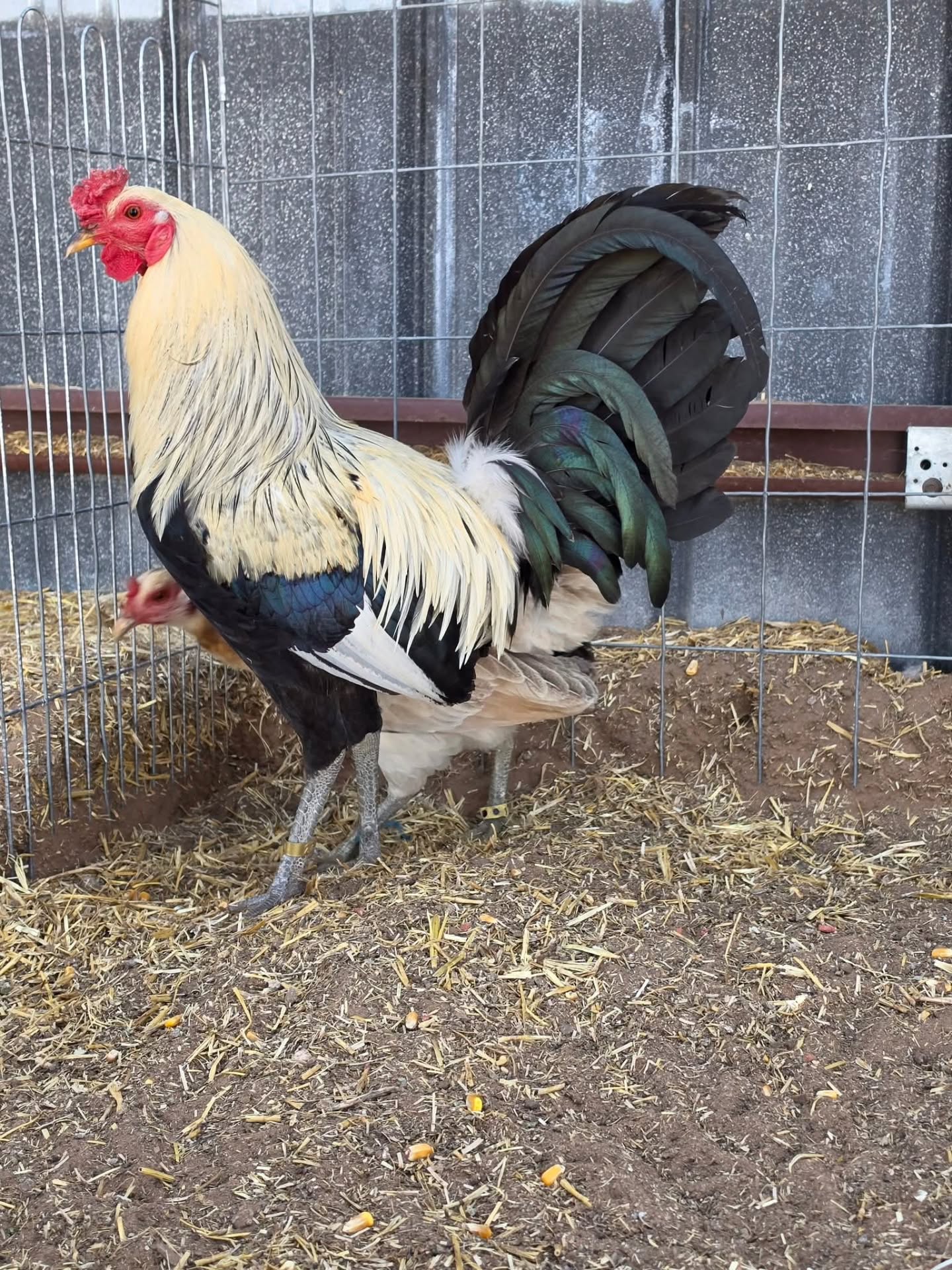 Buy purebred Graves Grey brood cocks online