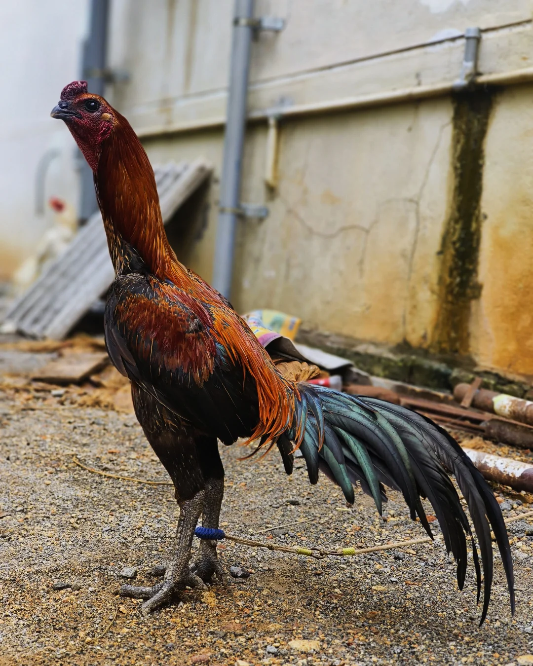 Buy purebred Black Skin Biggy brood cocks