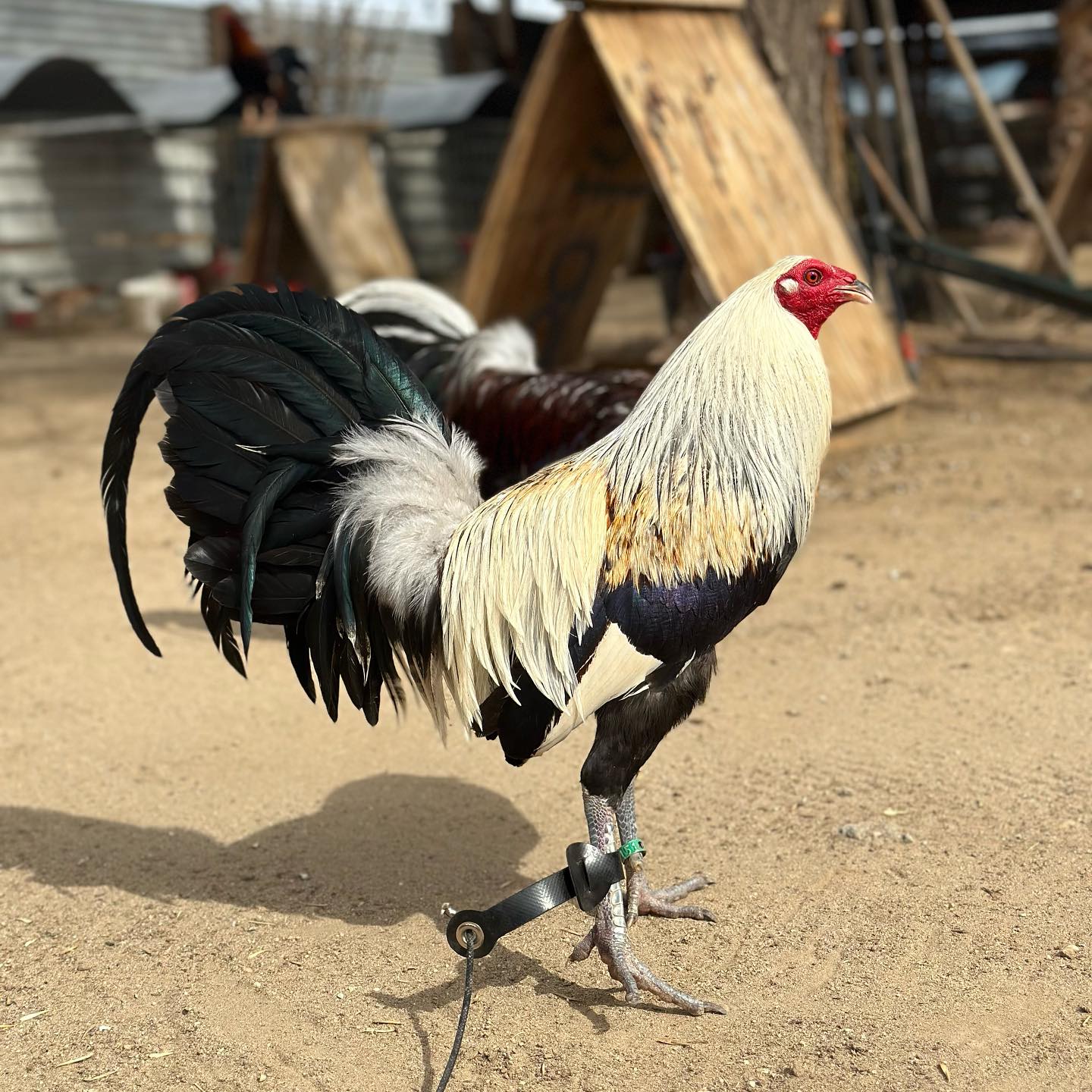 Buy purebred Muletrain Grey brood cocks online
