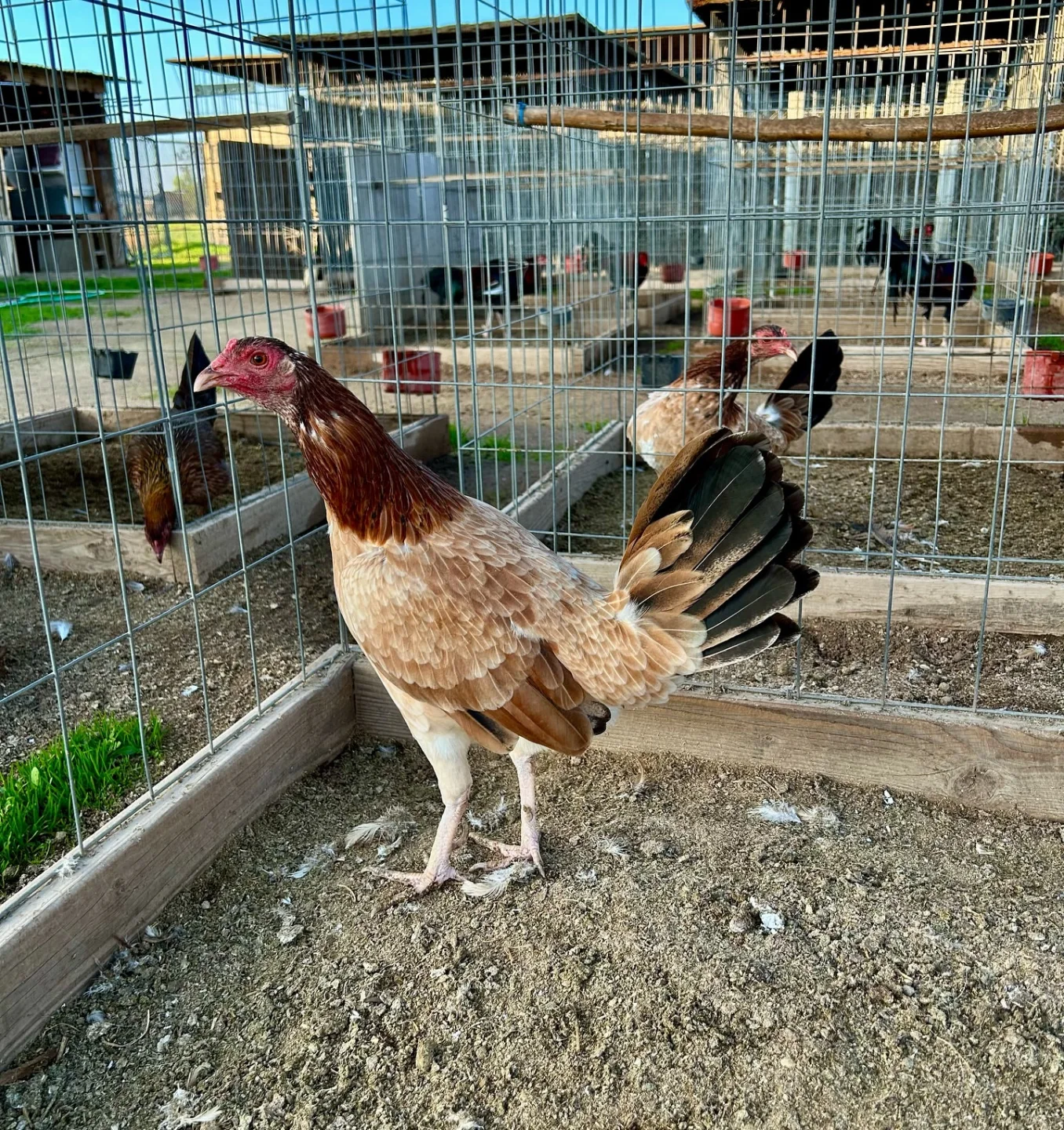 Buy purebred Robbie White Kelso brood hens