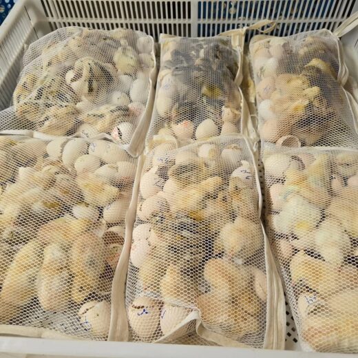 Buy purebred McLean Hatch day-old chicks