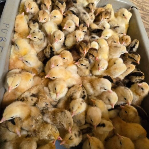 purebred Rat Graves Leiper day-old chicks