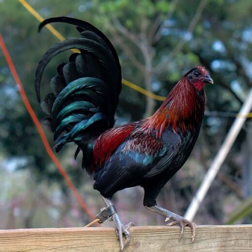 Buy purebred Mug Gamefowl stags online