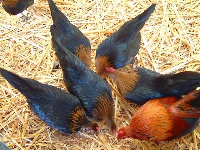 brown red hens gamefowl for sale