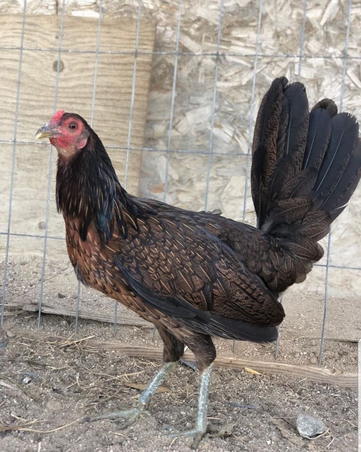 dark hatch hens for sale