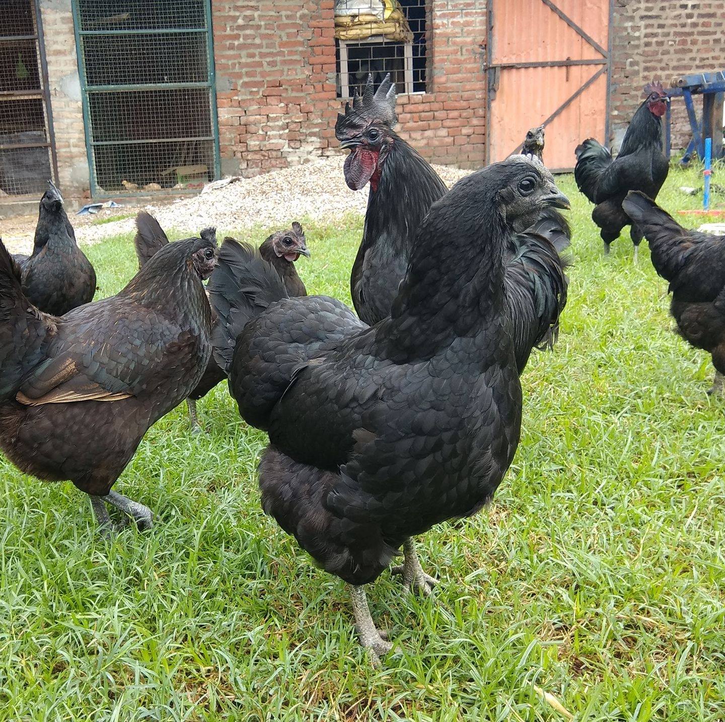 Pure Kadaknath roosters for sale - Image 4