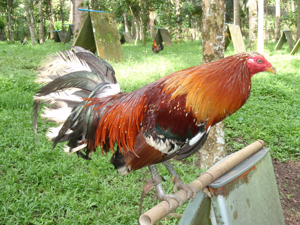 gerrard hatch roosters for sale