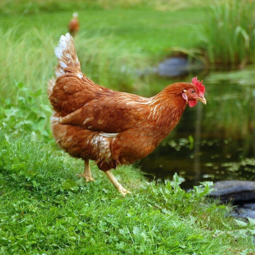 RED SEX LINK CHICKS
