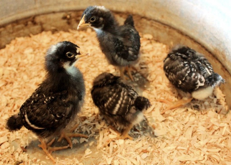 Barred Plymouth Rock Chicks