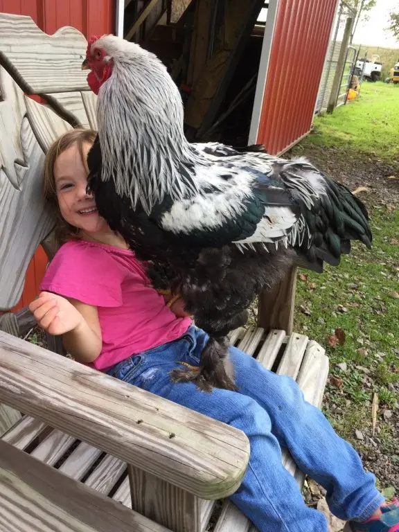 giant brahma chicken for sale - Image 3