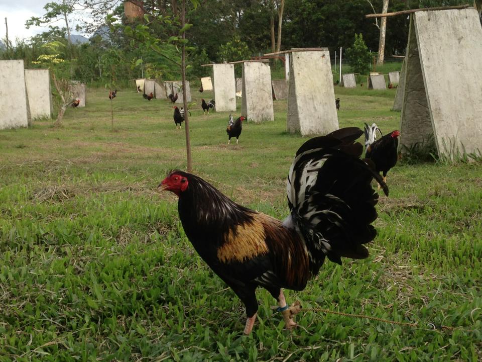 brassback butcher roosters for sale - Image 3