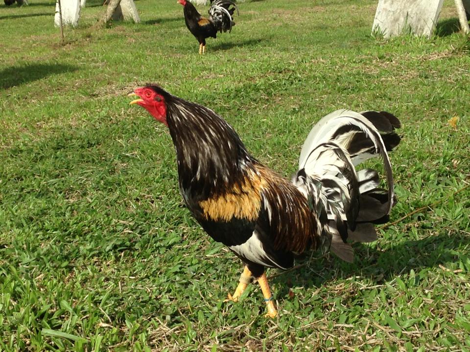 brassback butcher roosters for sale
