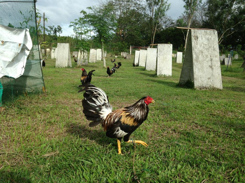 brassback butcher roosters for sale - Image 2