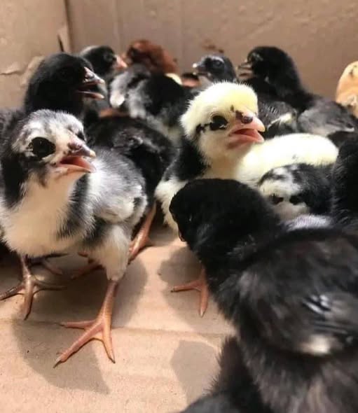 Day-Old Blue Mug Chicks for sale