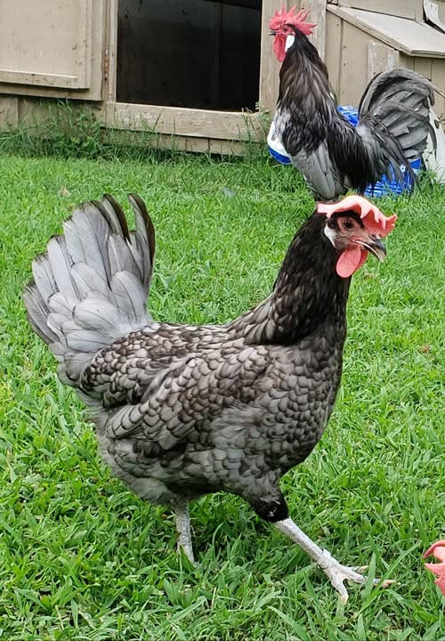 andalusian blue chicken for sale