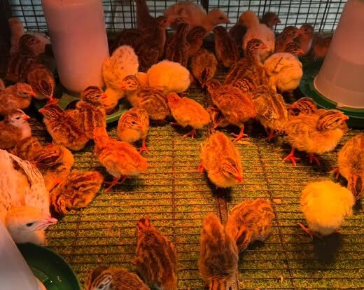 vulturine guinea fowl keets for sale