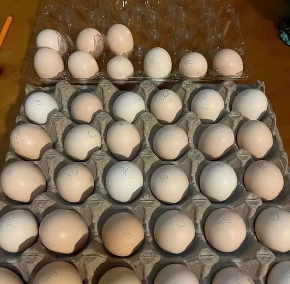 Sid Taylor Black Hatching Eggs for Sale