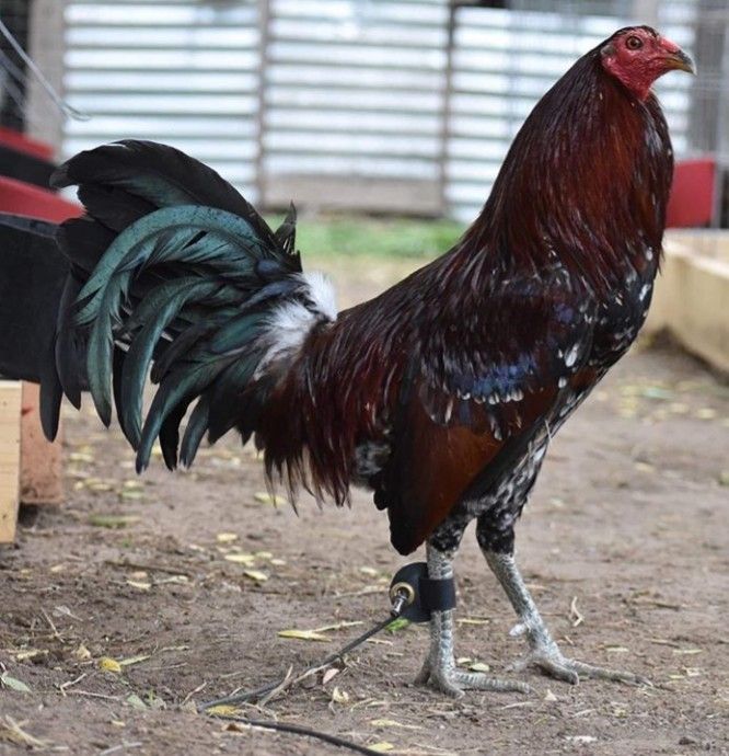 Buy purebred Gilliam Hatch gamefowl stags online