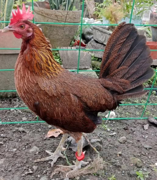 Dark-Legged Lemon 84 Gamefowl Hens For Sale