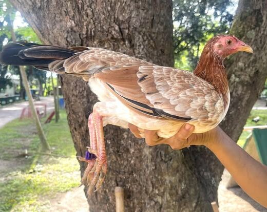 Purebred Lemon Sweater Gamefowl Pullet for sale