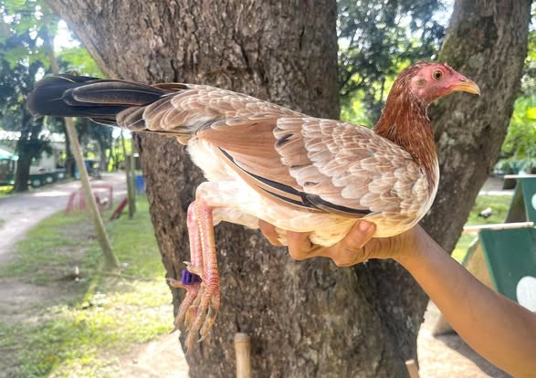 Purebred Lemon Sweater Gamefowl Pullet for sale