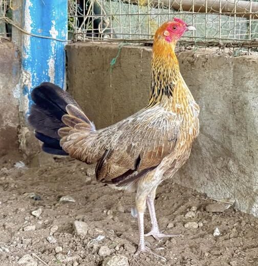 Golden Boy Sweater Pullet for Sale
