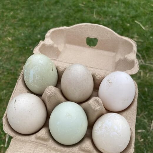 fertile Blue Swedish duck hatching eggs