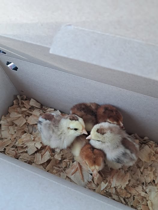 Premium Russian Orloff Day-Old Chicks For Sale