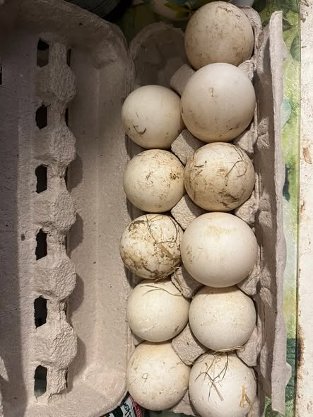 Buy fertile Silver Appleyard hatching eggs online