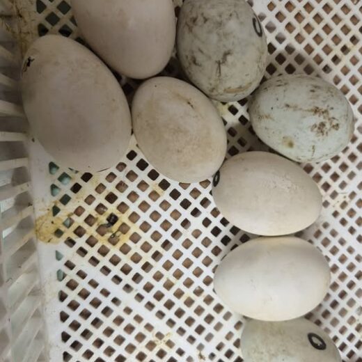 fertile Buff Orpington duck hatching eggs