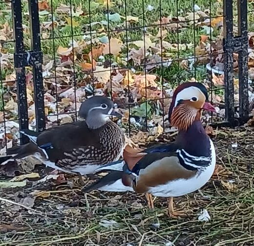 mandarin drake for sale