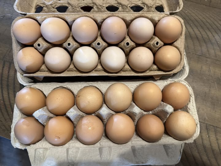 barred rock hatching eggs for sale - Image 2