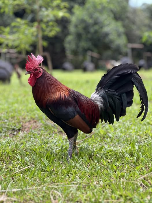 Buy purebred Gavilan Hatch brood cocks