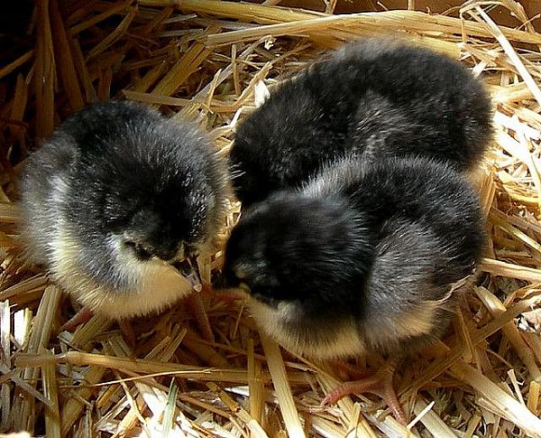 black australorp chicks for sale