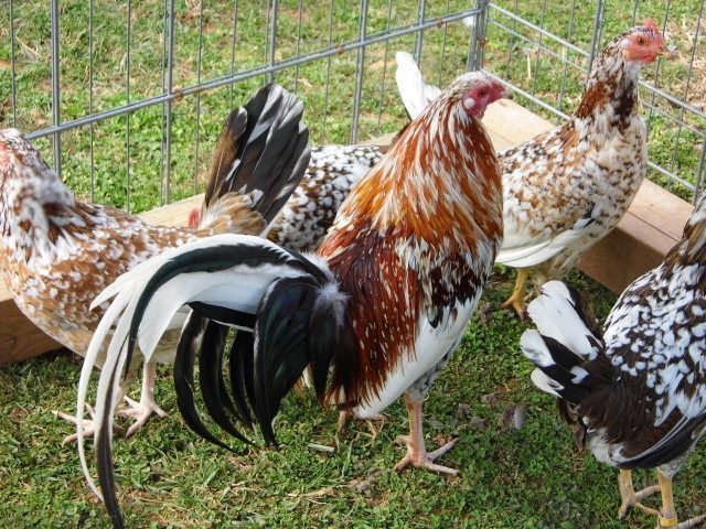 whitehackle game roosters for sale - Image 5