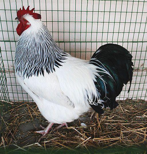 Light sussex roosters - Image 3