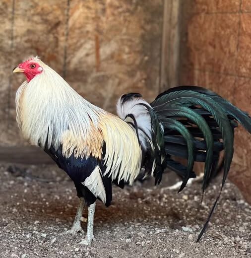 Buy purebred Joe Goode Grey gamefowl roosters